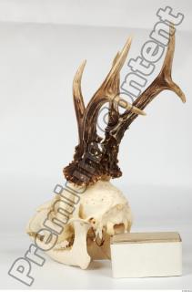 Skull Deer 0081